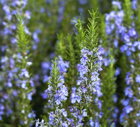 Common Problems With Rosemary Plants | Hunker