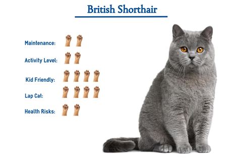 How Much Are British Shorthair Cats - British Shorthair