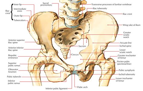 Labeled Diagram Of Pelvic Girdle