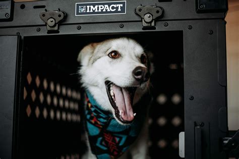 Impact Dog Crates | Strong & Safe Aluminum Dog Crates