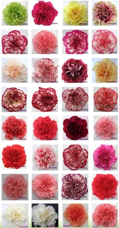 Carnation Color Guide | Carnation colors, Carnation flower, Carnations