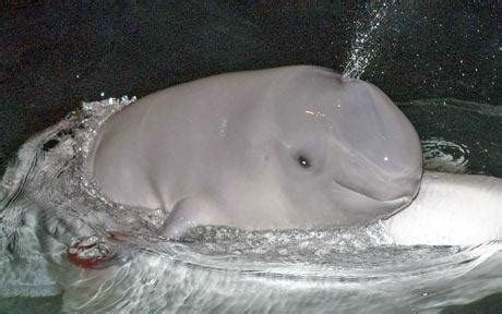 beluga-whale-cute-baby | Baby Animal Zoo