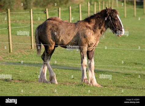 Shire horse mother foal hi-res stock photography and images - Alamy