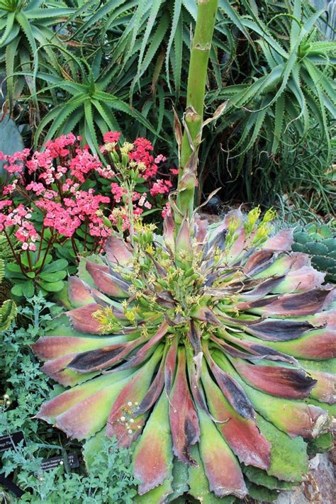 A Flowering Agave Plant in a Garden Stock Image - Image of flowers, agave: 182174441