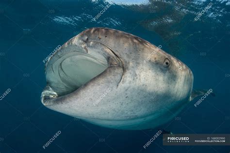 Whale shark filter feeding in the surface, underwater view, Isla Mujeres, Mexico — The Unknown ...