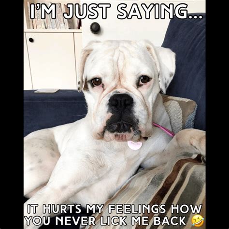 16 Cool Boxer Dog Memes - The Dogman