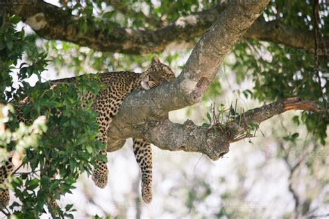 Leopard sleeping on Tree 845687 Stock Photo at Vecteezy