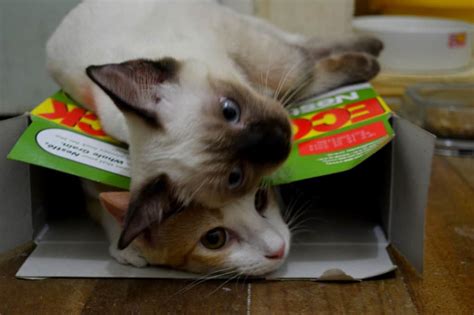 20 Of The Funniest Pictures Of Cats In Boxes