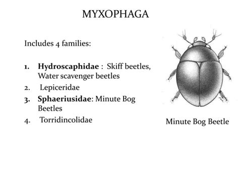 Classification of insects | PPT