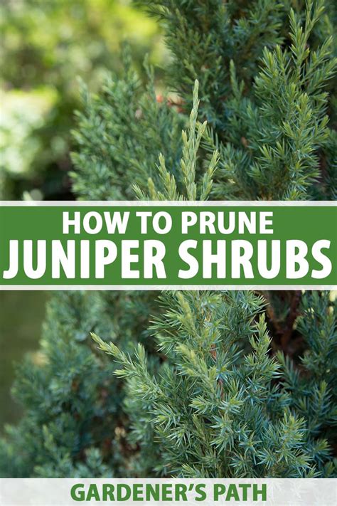 How and When to Prune a Juniper Shrub | Gardener's Path