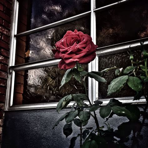 Dark Rose | Smithsonian Photo Contest | Smithsonian Magazine