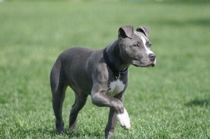 Pit Bull Training and Breed Information | Training Your Pitbull Terrier