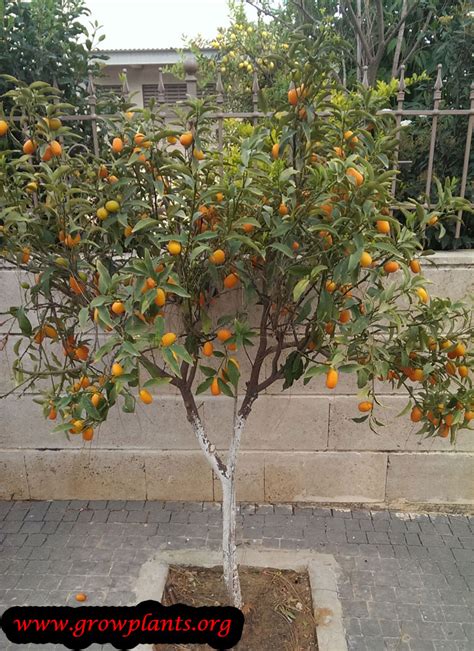 Kumquat tree - How to grow & care