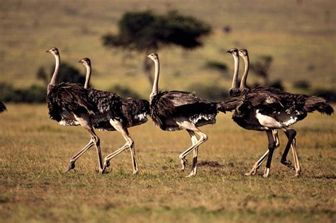 Ostrich | Habitat, Food, & Facts | Britannica