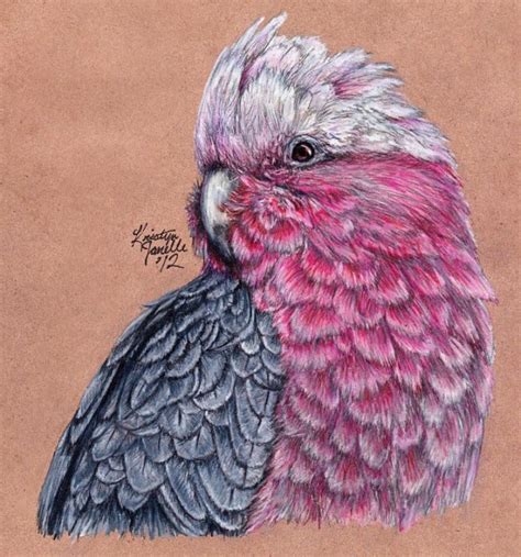 25 Best Bird Drawings For Your Inspiration!