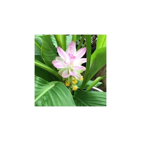 Turmeric live plant, Curcuma longa for sale