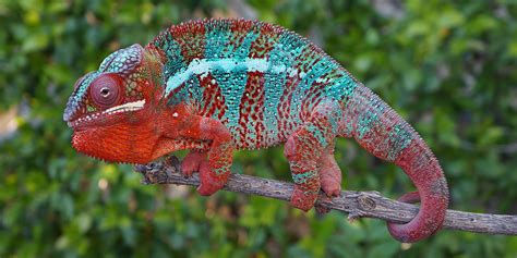 Panther Chameleon Care - Chameleon Academy