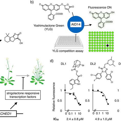 Yoshimulactone-based chemical screening of D14 ligands. (a)... | Download Scientific Diagram