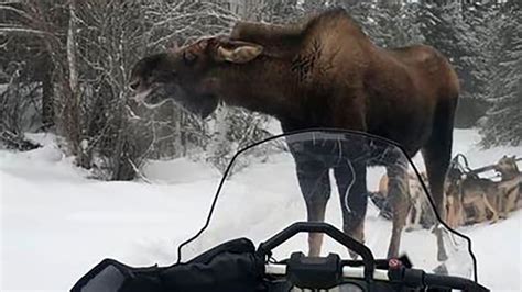 Moose attacks Iditarod rookie's sled team, injures 4 dogs | CBC News