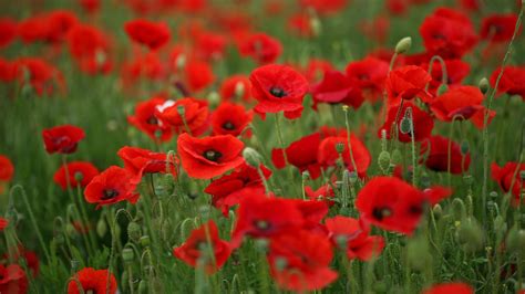 Field of Poppies Wallpaper - WallpaperSafari