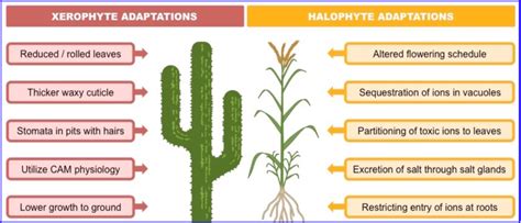 Xerophytes and Hydrophytes Diagram | Quizlet