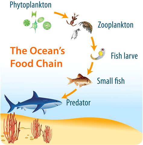 Underwater Food Chain Examples