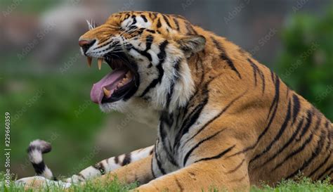 Bengal tiger roaring Stock Photo | Adobe Stock