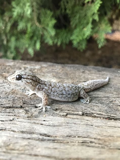 Gecko - found in Western Australia | Western australia, Reptiles, Animals