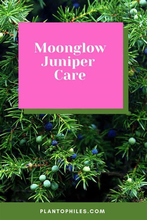 Moonglow Juniper Care – The #1 Best Guide