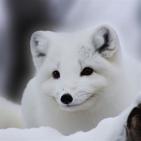 Exploring the Arctic Fox Habitat: Adaptations and Survival Strategies ...