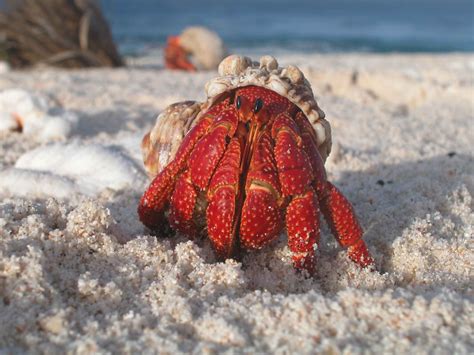 Free picture: hermit, crab, emerges, shell