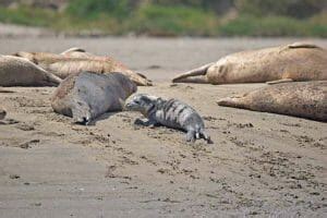 Harbor Seal Pupping Season is Here: Where to See Baby Seals & More - Kayak Connection