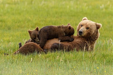 Download Cub Baby Animal Animal Bear 4k Ultra HD Wallpaper