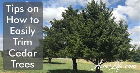 Trimming Cedar Trees - Acre Life Improving Our Acreage