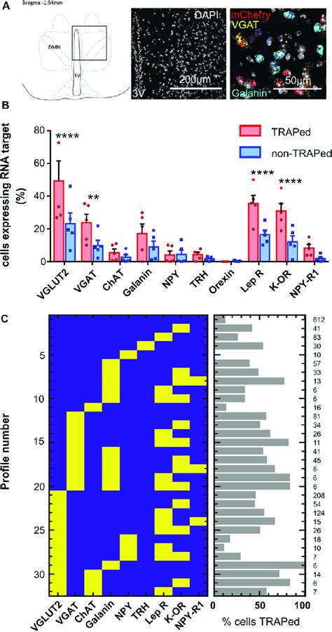 Multiplex RNA ISH (RNAscope) data (n = 5 Torp 1 hM3Dq female mice). A,... | Download Scientific ...