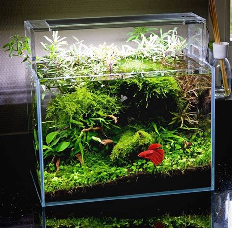 How To Take Care Of A Betta Fish - Best Betta Fish Tank | Fish tank plants, Betta fish tank ...