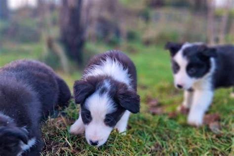 1 Border Collie (Female) | SellMyLivestock - The Online Livestock Marketplace