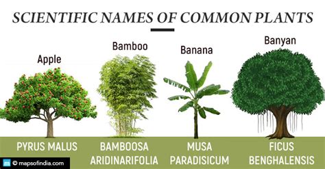 A Chart Of Common Houseplants And Their Botanical Names