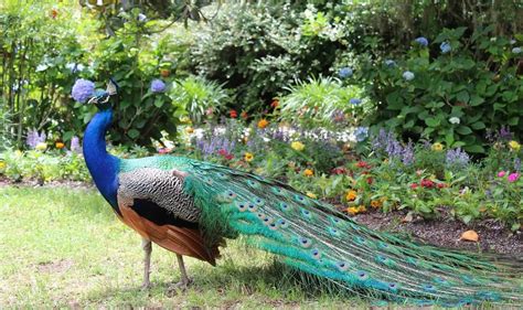 7 Fakta Menarik Tentang Burung Merak - Burung Super