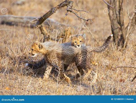 Cheetah (Acinonyx Jubatus) Cubs Stock Image - Image of predatory, jubatus: 12188559