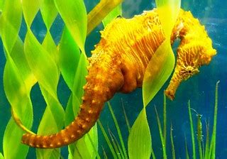 Seahorse Biology and Facts, | Seahorses have a most fasinati… | Flickr