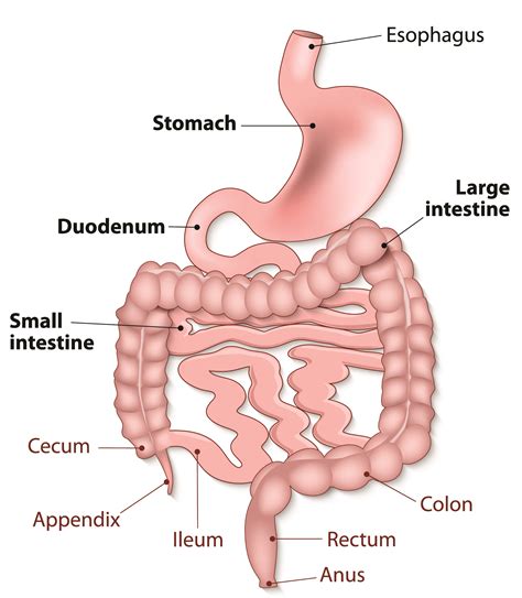 How Your Gastrointestinal Tract Works - MU Health Care