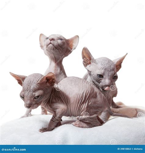 Three Don sphynx kittens stock image. Image of donskoj - 39810863