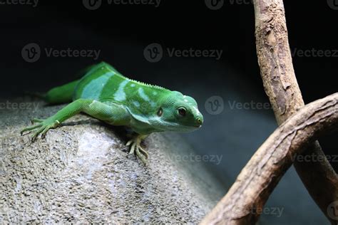 Fiji banded Iguana 11548341 Stock Photo at Vecteezy