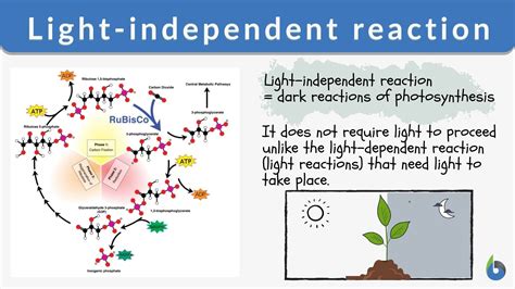 Definition Of Light Dependent Reaction