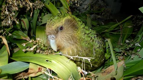 2019 kakapo breeding season a record-breaker | New Zealand Geographic