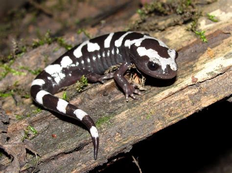 Ambystoma opacum – Gemarmerde salamander | Website van de Salamandervereniging