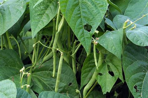 35 of the Best Bush Bean Varieties | Gardener’s Path