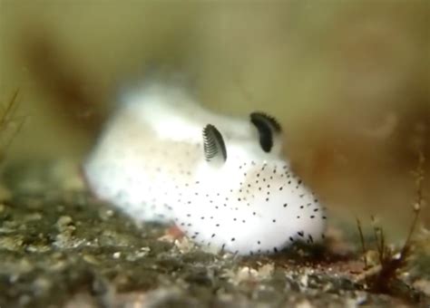 Insanely cute ’sea bunny’ slugs are so adorable they look unreal sea bunny slug – Inhabitat ...