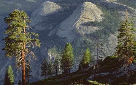 nature, Landscape, Mountain, Forest, Sunlight, Pine Trees, Yosemite National Park Wallpapers HD ...